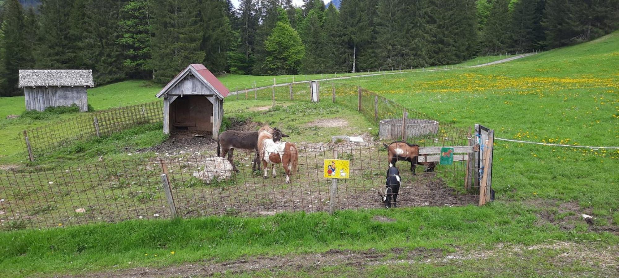 Jausenstation Neuschwand Villa Hittisau Exteriör bild